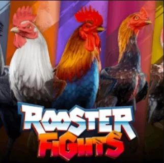 Chọi gà Rooster fights MKBET